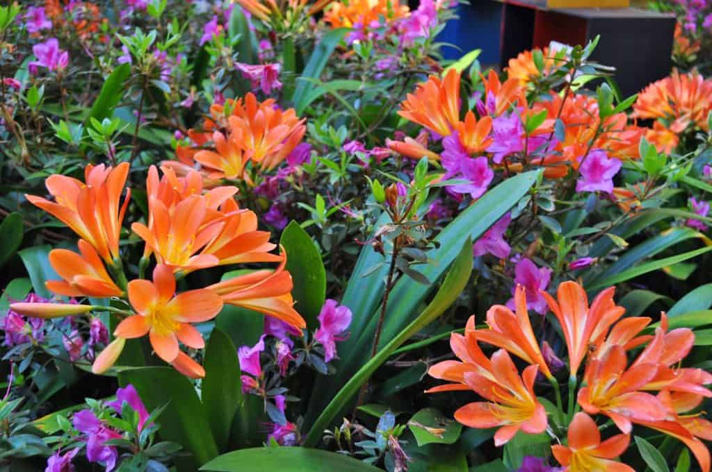 detalhe de flores num dos jardins da Madeira