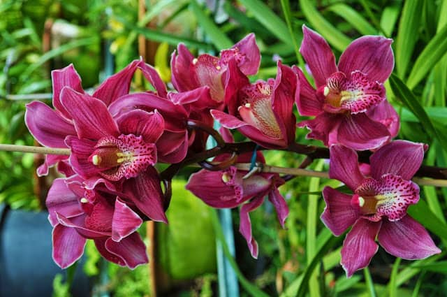 orquídea no Jardim Tropical Monte Palace