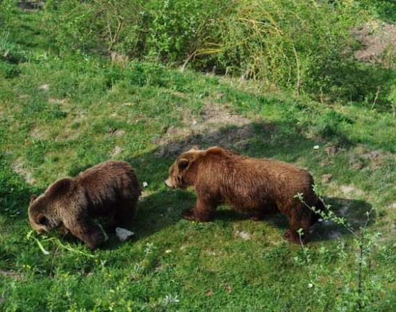 Ursos de Berna, na Suíça