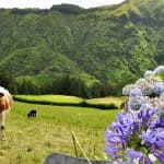 Vacas dos Açores