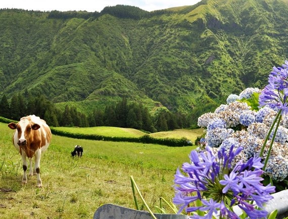 Vacas dos Açores