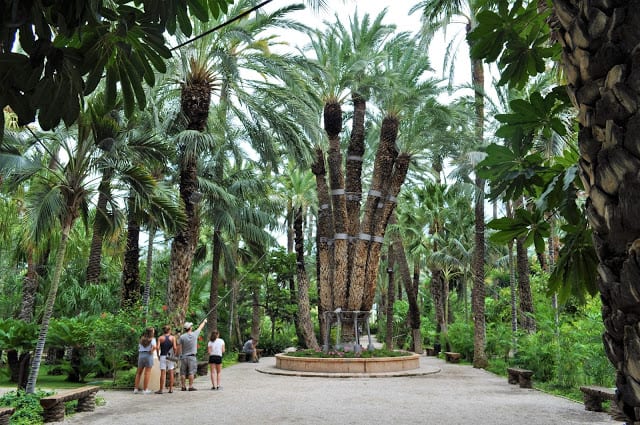 Palmeira imperial em Elche