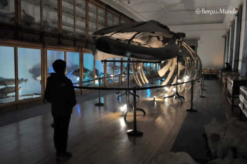 baleia do Museu de Ciências de Coimbra