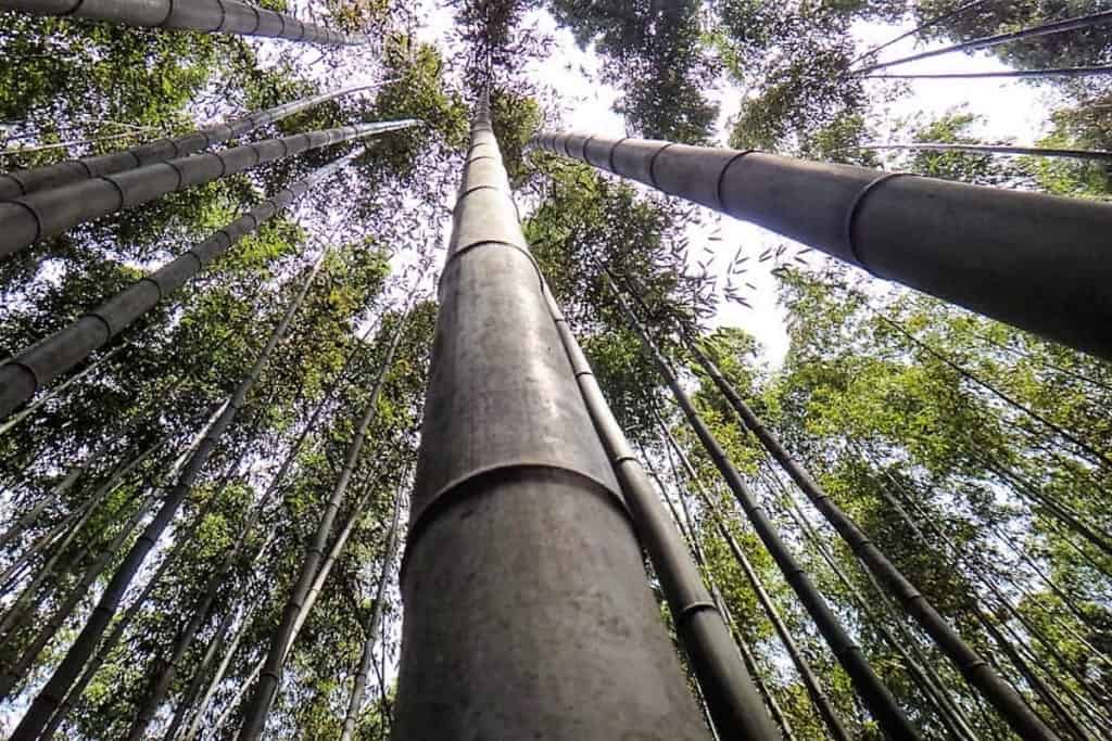 floresta de bambu 