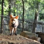 raposa no Parque Biológico de Vinhais