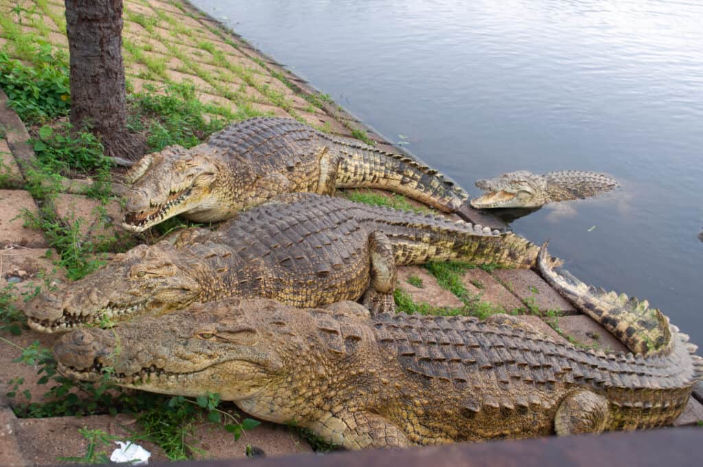 crocodilos de Yamassoukro