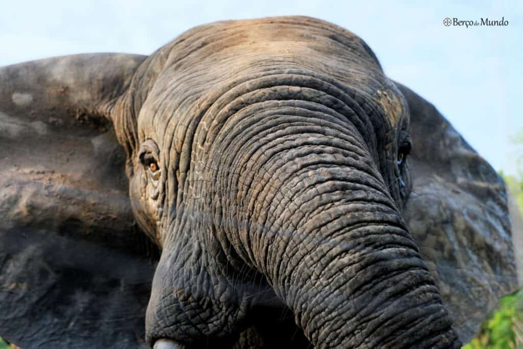 elefante Ahmed