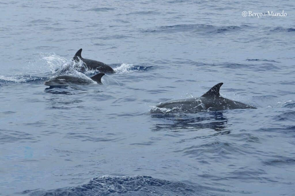 observação de golfinhos, na ilha Terceira Açores