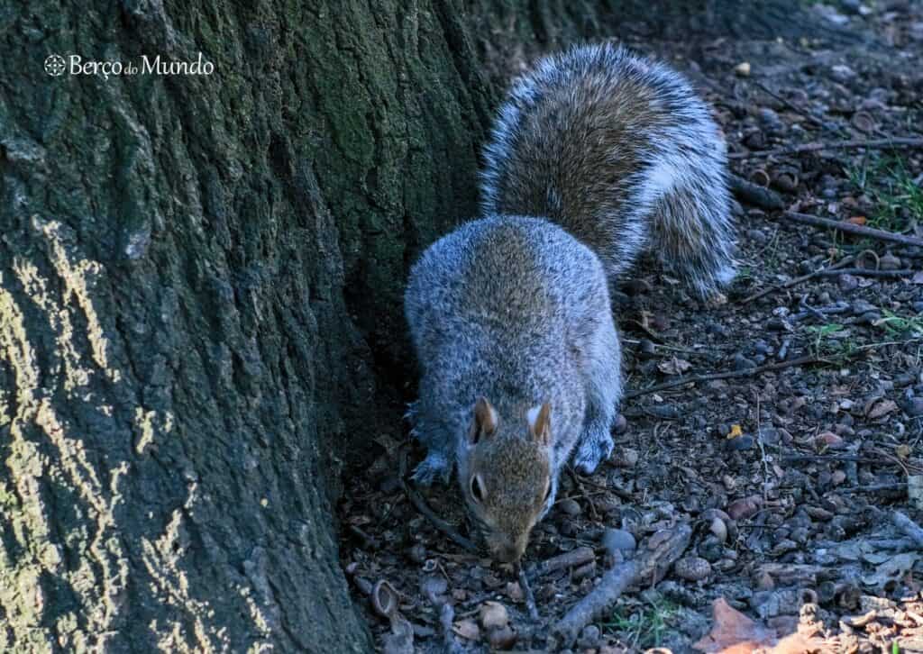 esquilo no Central Park