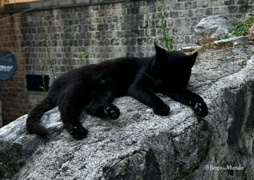 gatos de Kotor