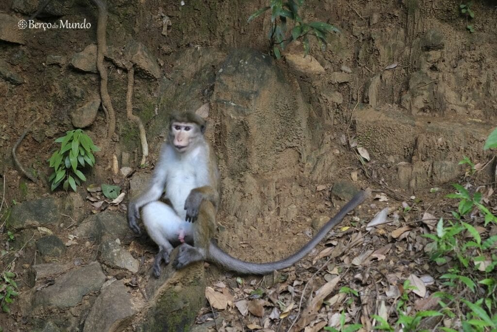 macacos em Ella Sri Lanka