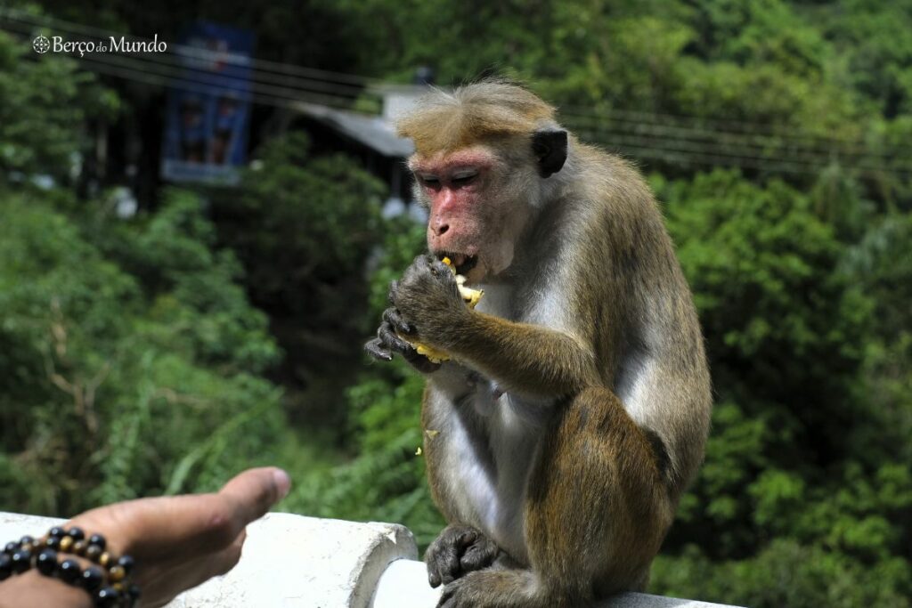 cuidado com macacos e cães vadios