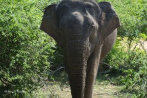 elefante no parque nacional de Yala