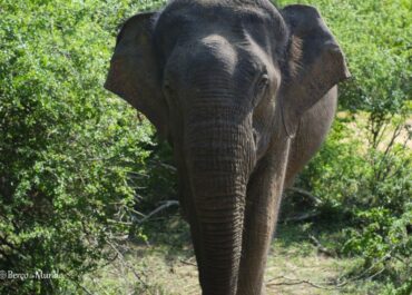 Yala (Sri Lanka), entre a selva e o oceano