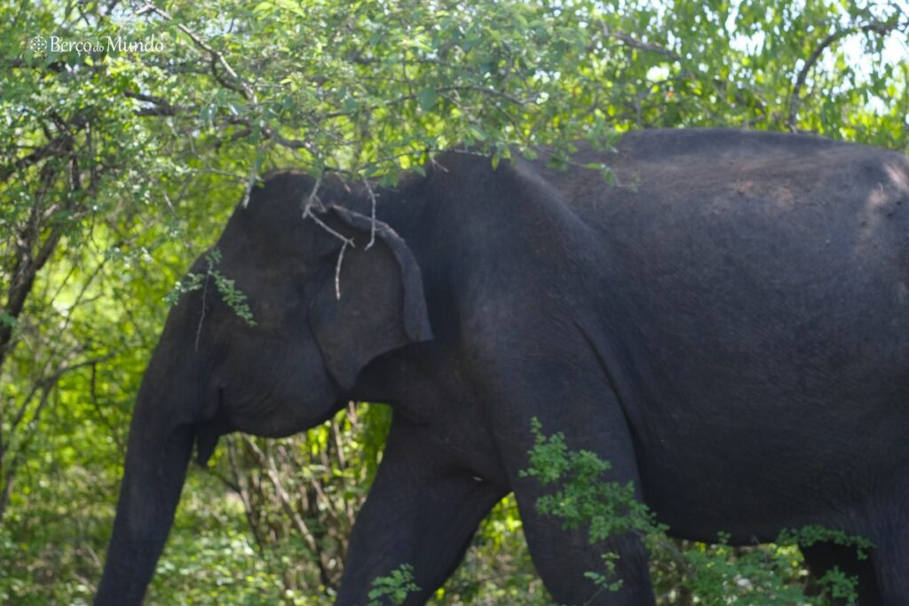 safari no Sri Lanka