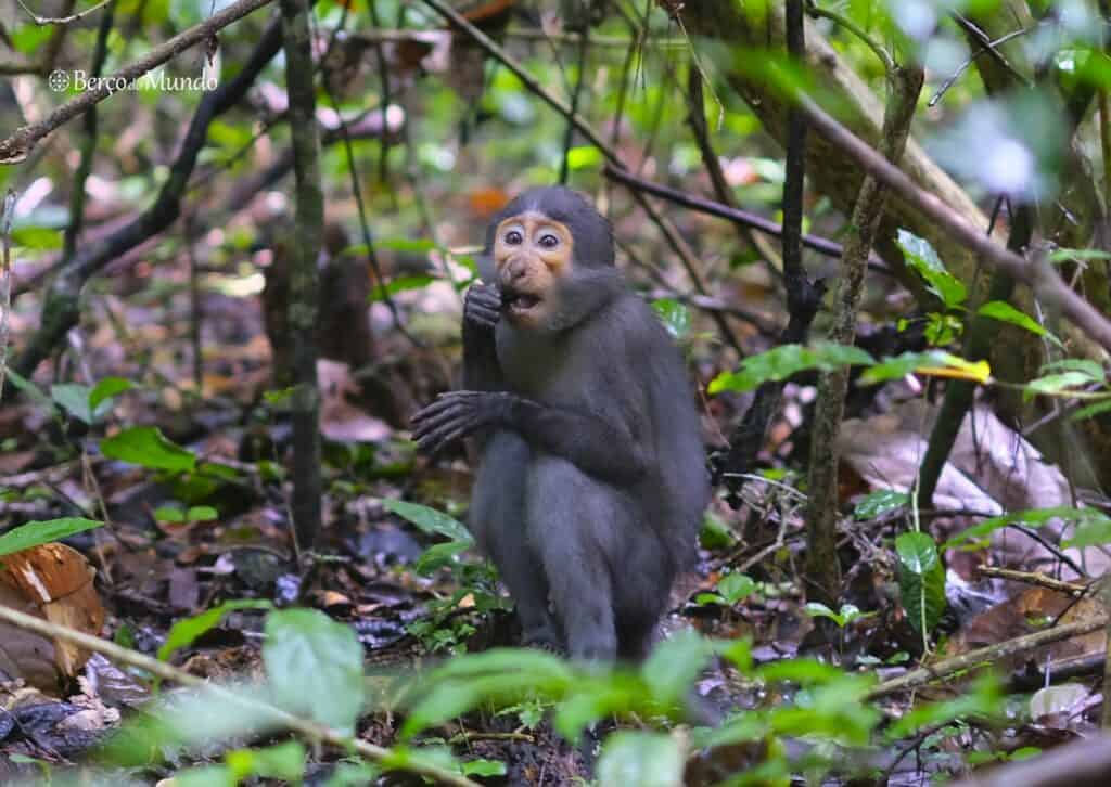 macaco mangabei no Parque Nacional de Taï
