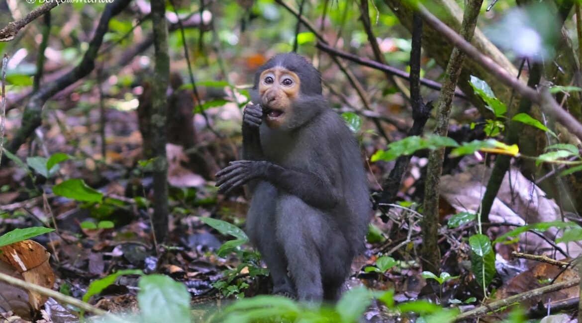 macaco mangabei no Parque Nacional de Taï