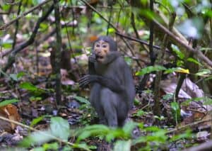 macaco mangabei no Parque Nacional de Taï