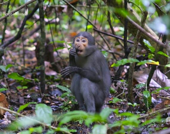 macaco mangabei no Parque Nacional de Taï