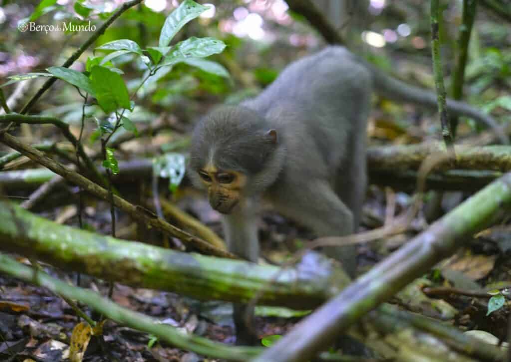 primatas do Parque Nacional de Taï