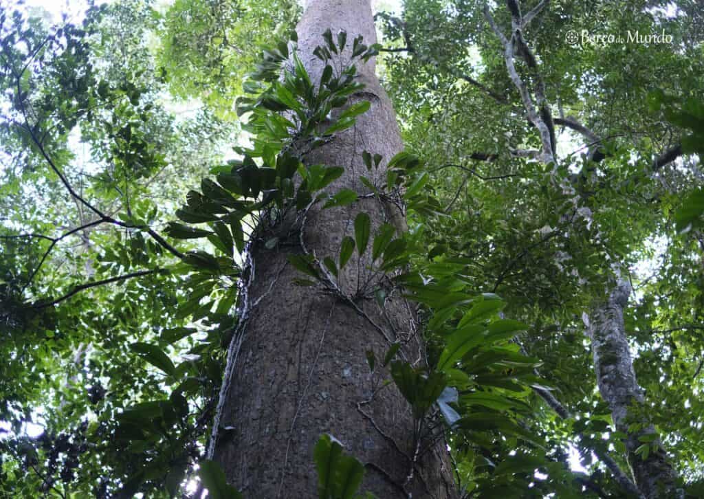 flora do parque