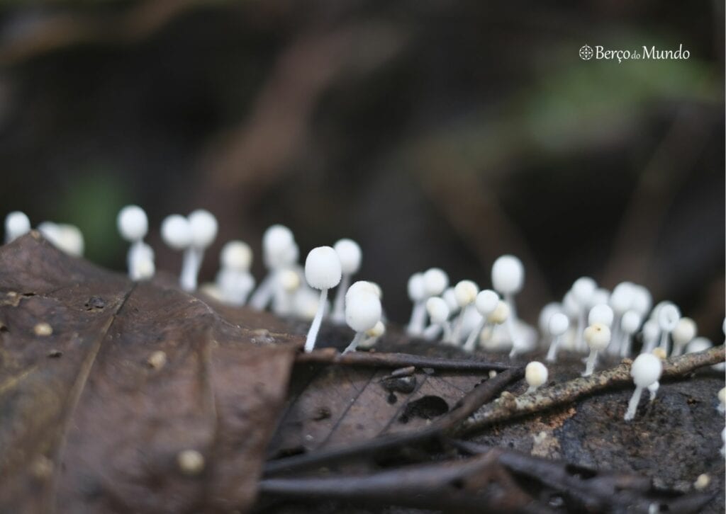 detalhe do Parque Nacional de Ta]i