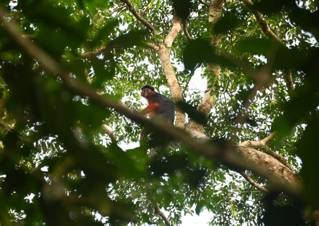 colobo vermelho